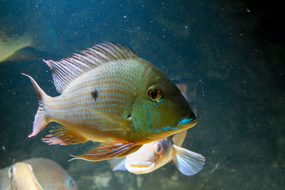 What is the best food for Geophagus Heckelli?