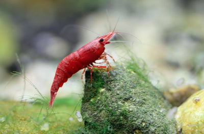 Keeping Red Cherry Shrimp: A Beginner's Guide