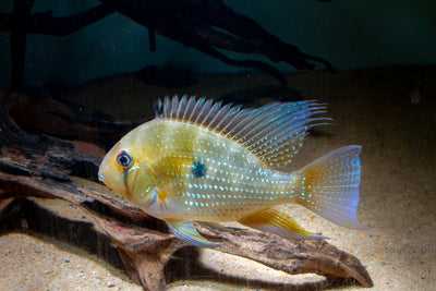 Care Guide for Geophagus Heckelli