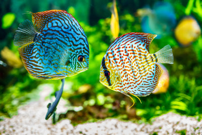 Discus FAQ: Can Discus live with other fish?