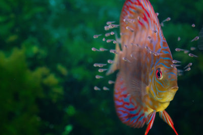 Discus FAQ: What size tank do Discus need?
