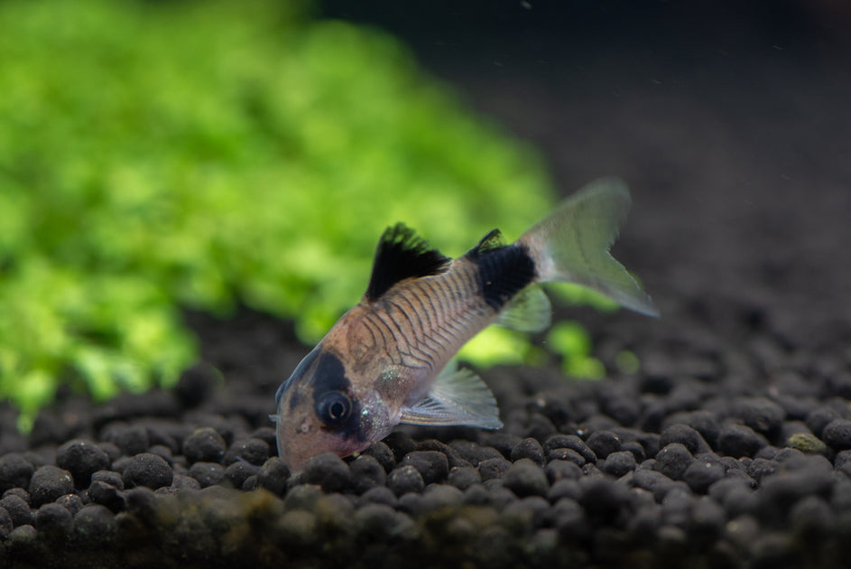 Black Neon Tetra (Hyphessobrycon herbertaxelrodi) – The Consolidated Fish  Farms Inc.