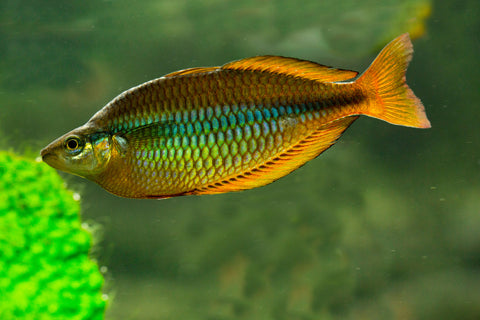 Yellow Rainbowfish (Melanotaenia herbertaxelrodi)