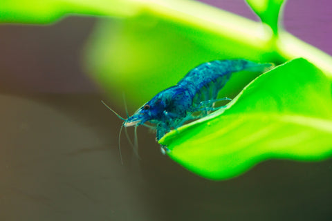 Blue Shrimp (Neocaridina Davidi)