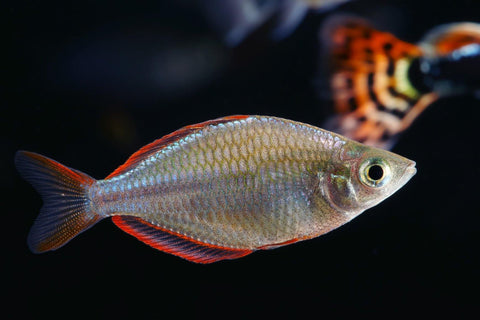 Dwarf Neon Rainbowfish - The Consolidated Fish Farms Inc.