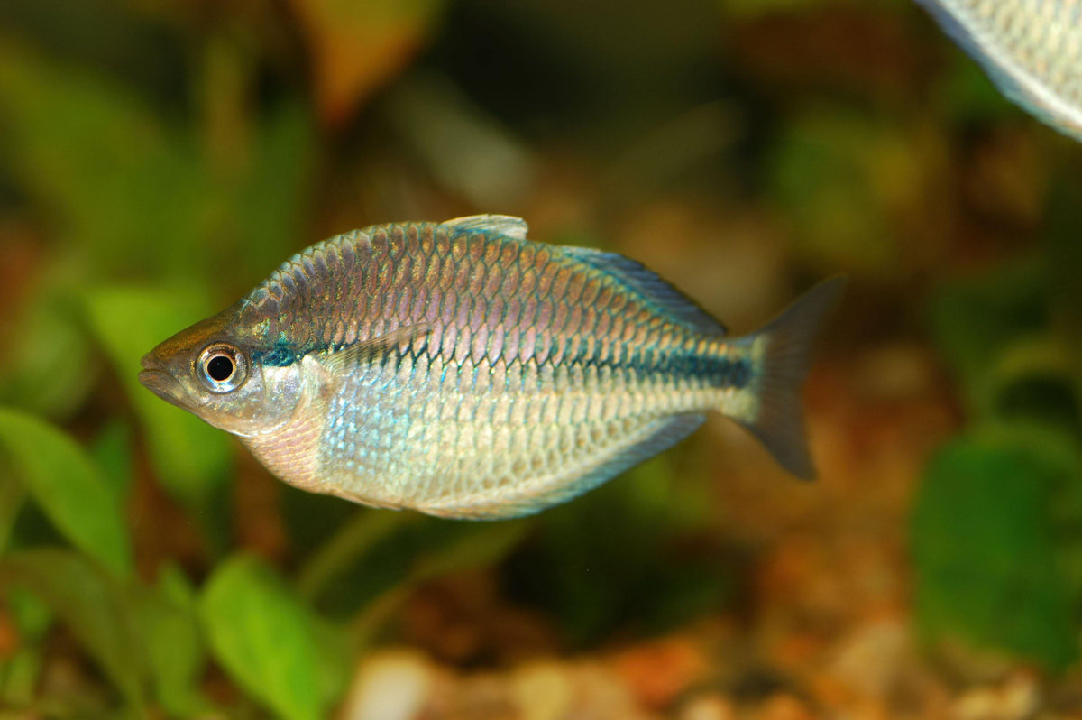 Discovered in the deep: the rainbow fish that's born female and becomes  male, Fish