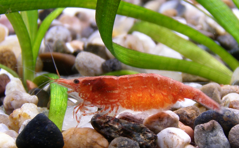 Cherry Shrimp - The Consolidated Fish Farms Inc.