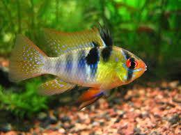 German Blue Ram - The Consolidated Fish Farms Inc.