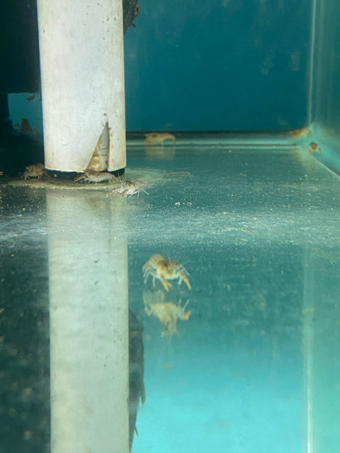Dwarf Brown/Blue Mexican Crawfish