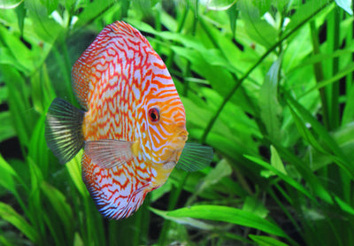 Discus FAQ: Are Discus hard to keep?