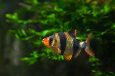 Tiger Barbs: How to Keep and Care for Them ( Guide 2021)