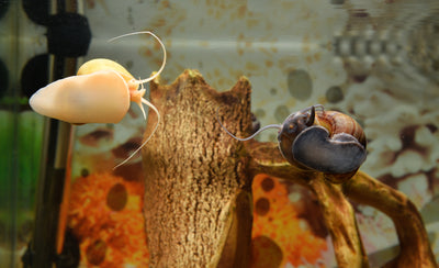 Mystery Snail Care Guide