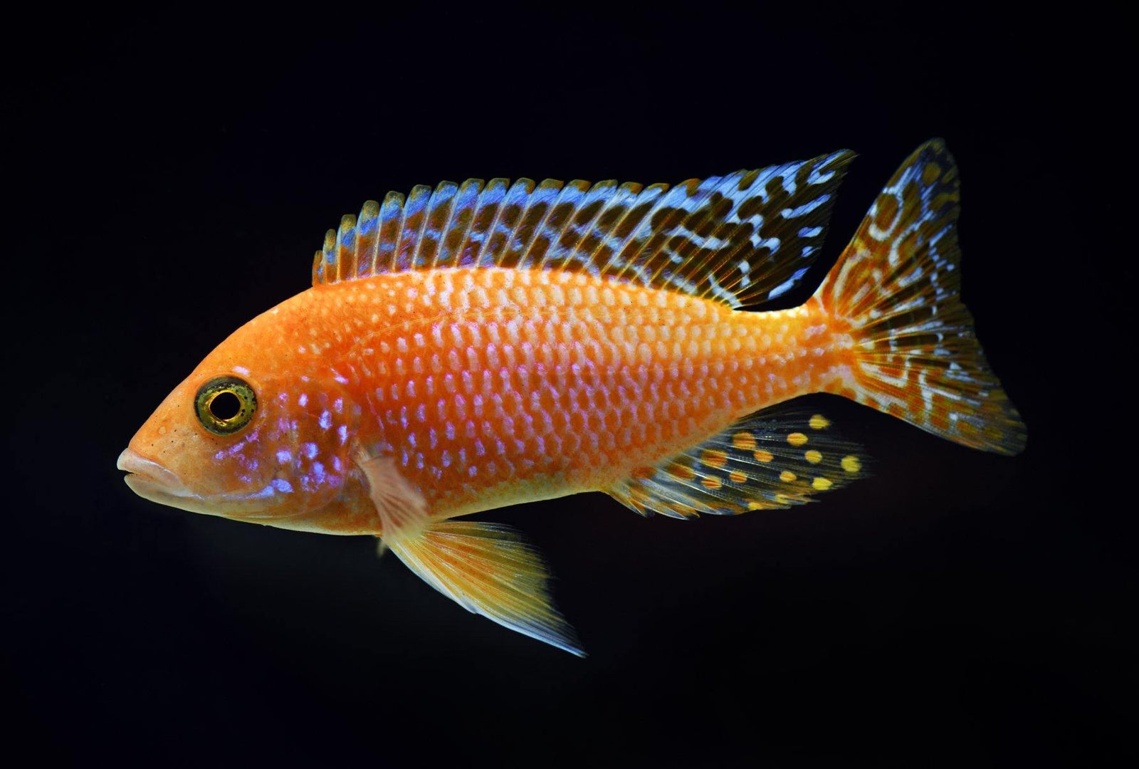 Caring for cichlids best sale