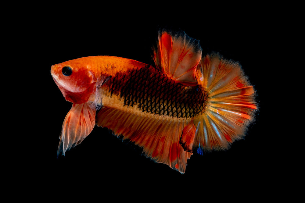 Show Your Fish Some Love With These Aquarium Maintenance Tips for Newbies,  aquarium maintenance 