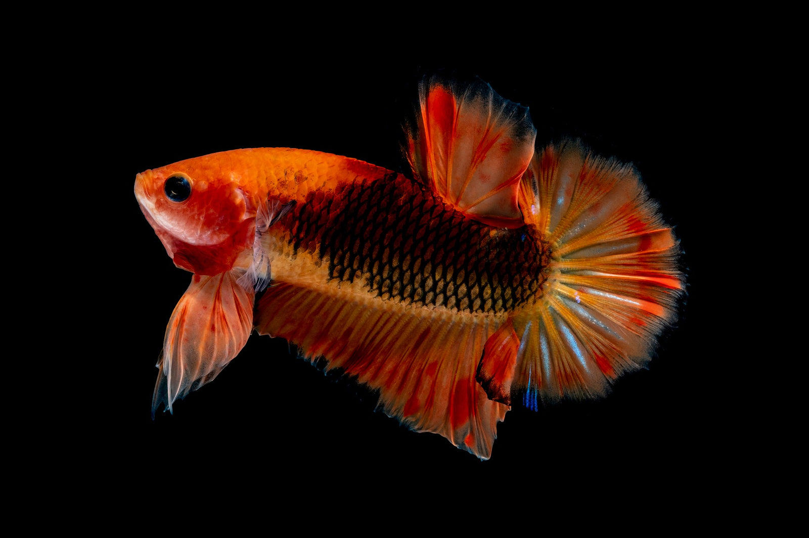 Betta fish live fashion with goldfish