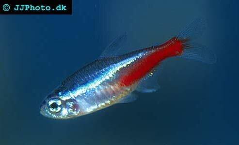 Neon Tetras: A Care Guide on Everything you need to know – The