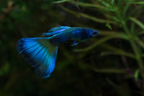 Blue Moscow Male Guppies