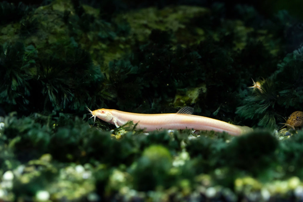 Golden Dojo Loach (Misgurnus anguillicaudatus) – The Consolidated Fish ...