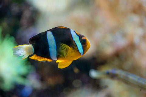 Pearl Eye Clarkii Clownfish (Amphiprion clarkii)