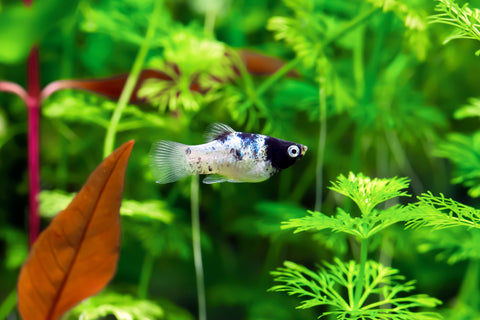 Panda Platy (Xiphophorus maculatus)