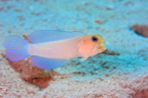 Pearly Jawfish (Opistognathus aurifrons)