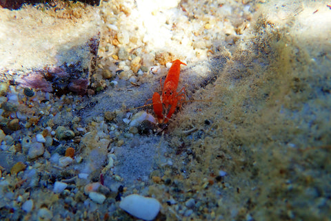 Red Pistol Shrimp (Alpheus armatus)