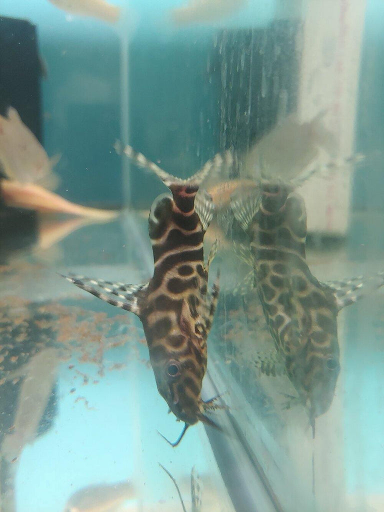 Featherfin Squeaker Synodontis – The Consolidated Fish Farms Inc.