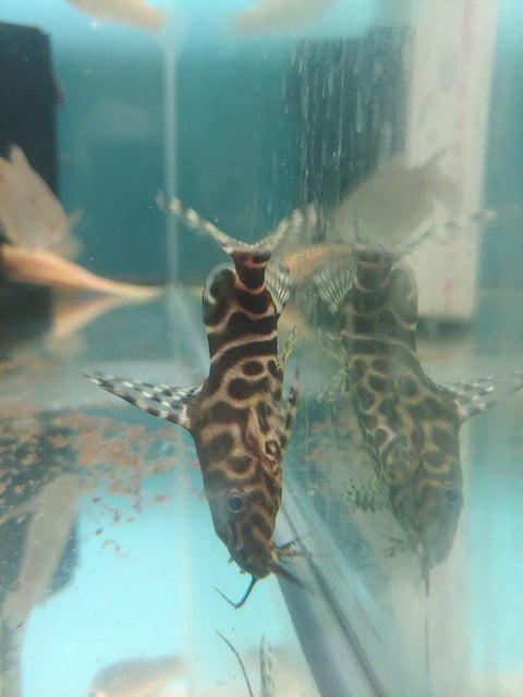 Featherfin Squeaker Synodontis - The Consolidated Fish Farms Inc.