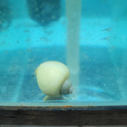 Ivory Mystery Snail (Pomacea bridgesii)
