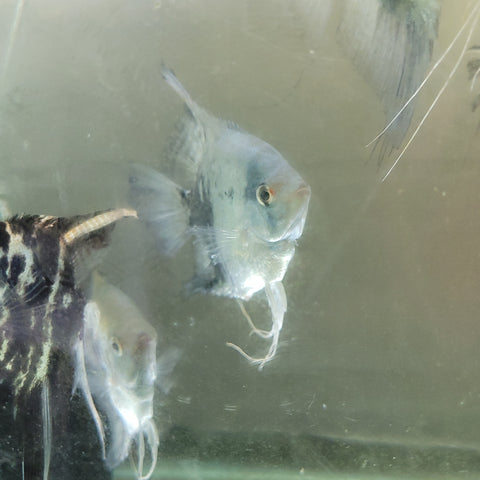 Blue Smokey Angelfish