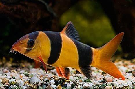 Clown Loach - The Consolidated Fish Farms Inc.