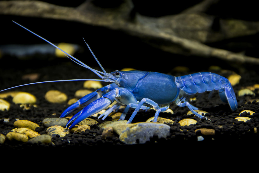 Freshwater aquarium crayfish fashion