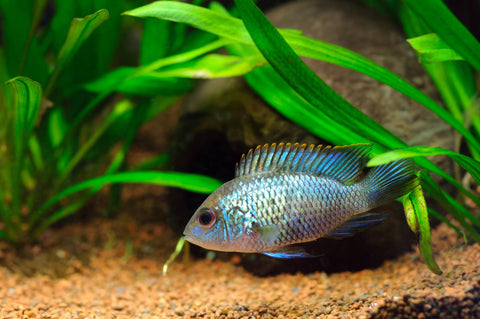 Electric Blue Acara - The Consolidated Fish Farms Inc.