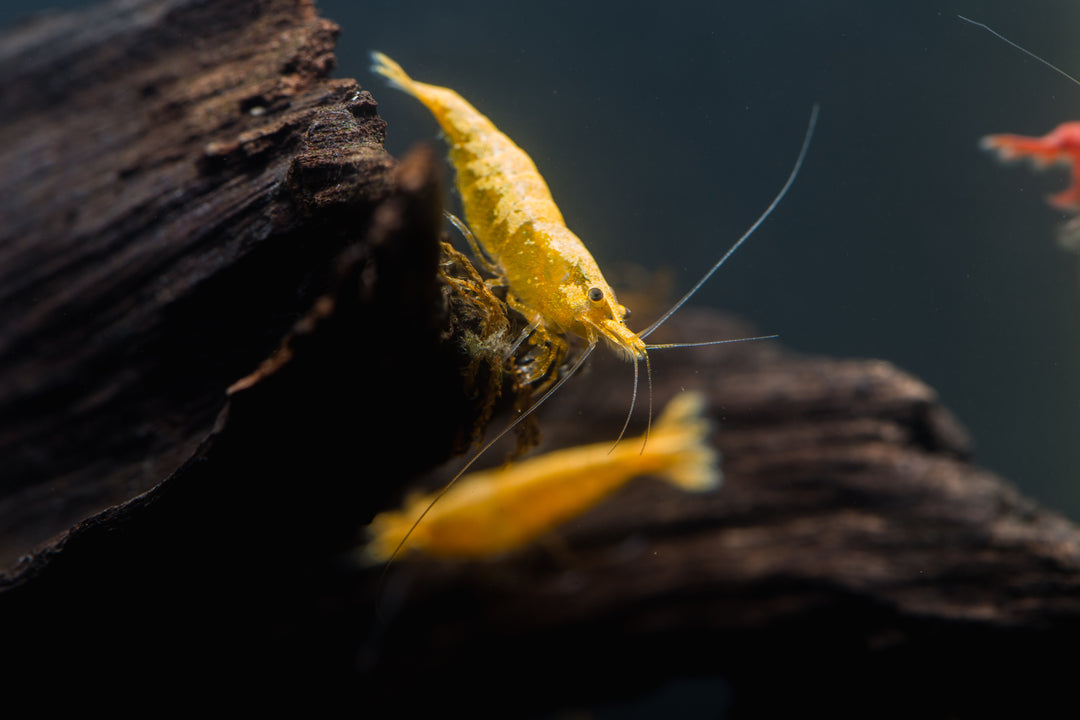 Yellow Neon Shrimp Health Problems: Essential Care Tips