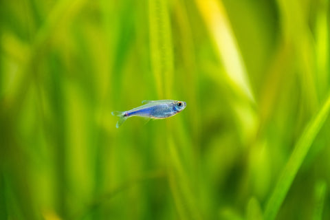 Blue Tetras