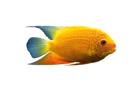 Red Spotted Gold Severums