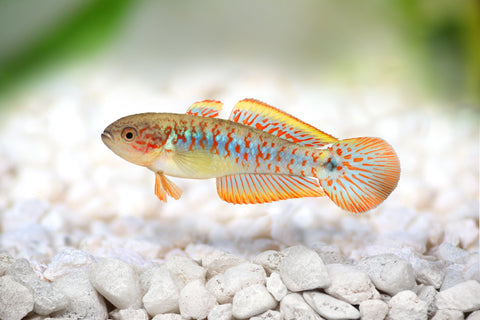 Peacock Gudgeon - The Consolidated Fish Farms Inc.