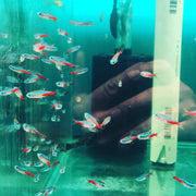 Florida Neon Tetra - The Consolidated Fish Farms Inc.