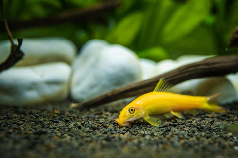 Golden Algae Eater - The Consolidated Fish Farms Inc.