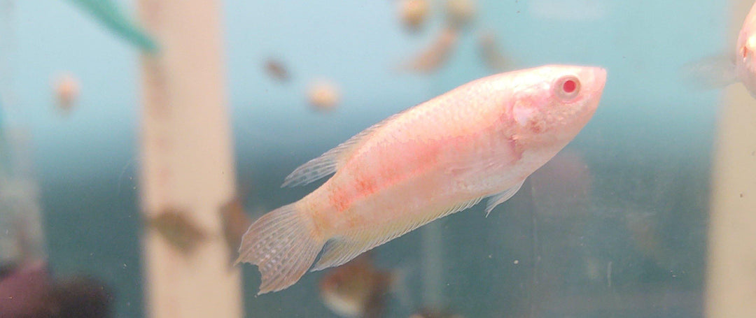 Paradise gourami care best sale