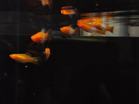 Kohaku Swordtail