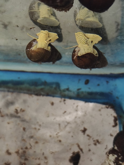 Yellow Rabbit Snails (Tylomelania)