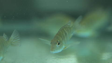 Red Head Tapajos ( Geophagus sp.) - The Consolidated Fish Farms Inc.