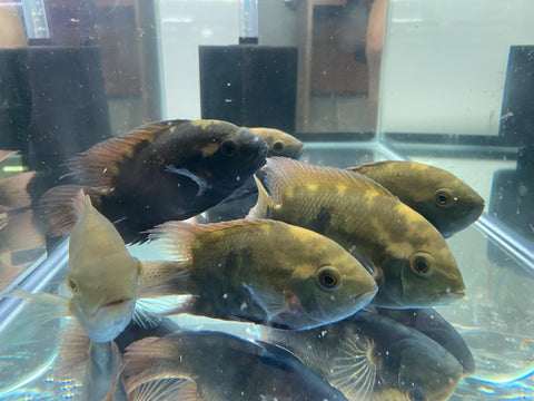 Chocolate Cichlid - The Consolidated Fish Farms Inc.