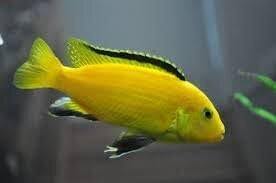 Electric Yellow ( Labidichromis) - The Consolidated Fish Farms Inc.