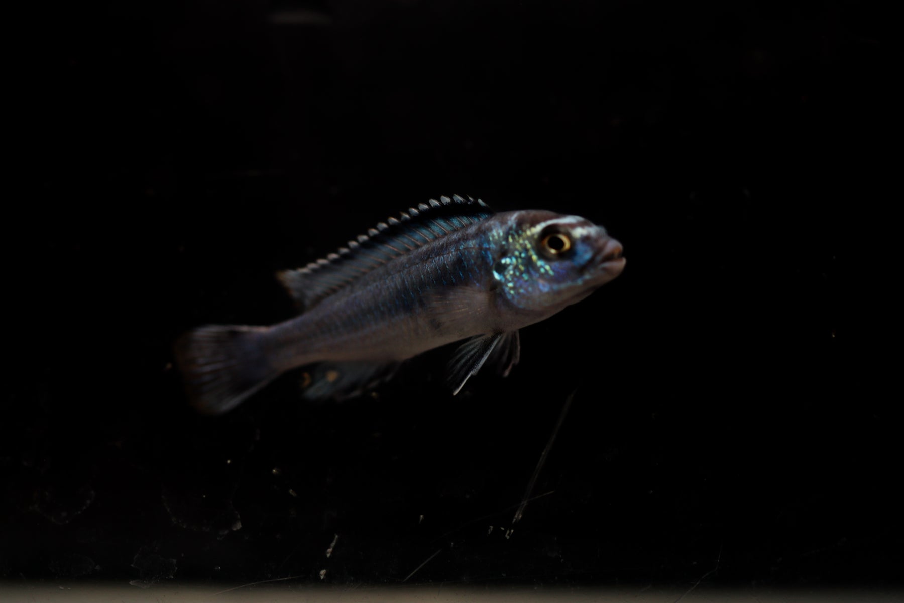 electric blue johanni cichlid female