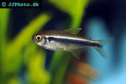 Black Neon Tetra - The Consolidated Fish Farms Inc.