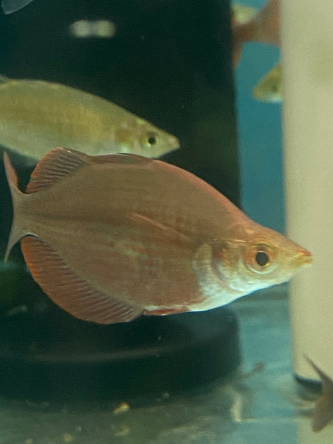 Millenium Rainbowfish