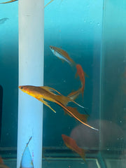 Lyretail Mixed Male Sword