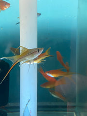Lyretail Mixed Male Sword
